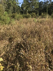 Dichanthelium scabriusculum