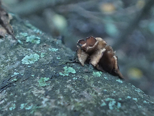 Encoelia tiliacea image
