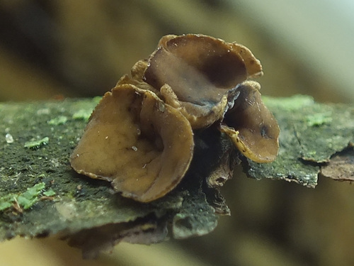 Encoelia tiliacea image