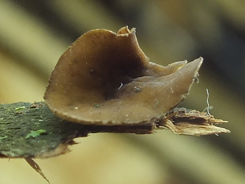 Encoelia tiliacea image