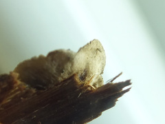 Encoelia tiliacea image