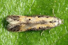 Athrips tetrapunctella