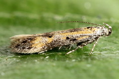 Athrips tetrapunctella