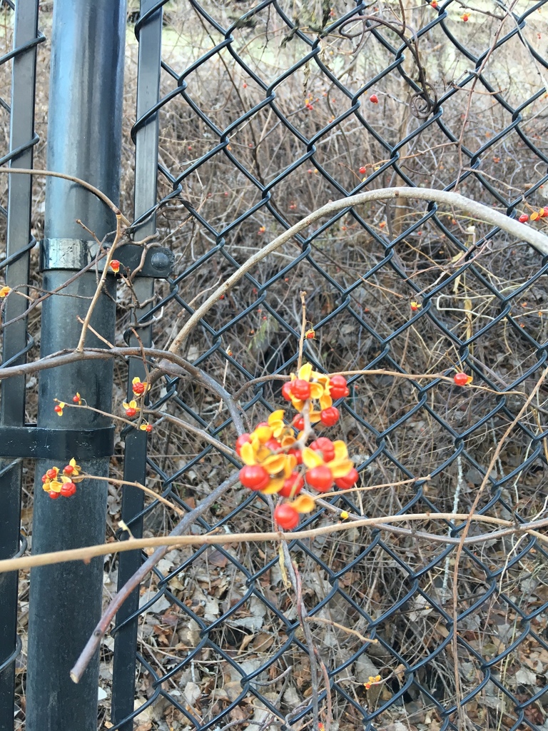 Oriental bittersweet (EwA Guide to Common Invasive Species in Middlesex