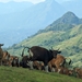 Bali Cattle - Photo (c) Colin Trainor, some rights reserved (CC BY-NC), uploaded by Colin Trainor