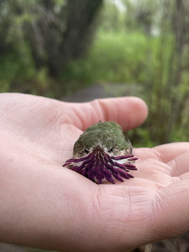 Calliope Hummingbird photographed in Wyoming