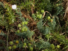 Linum monogynum monogynum