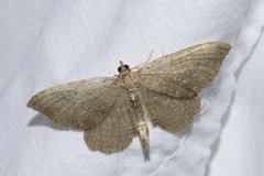 Philereme vetulata