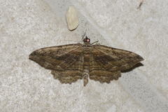 Philereme transversata