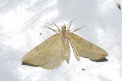 Gandaritis pyraliata