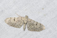 Eupithecia venosata