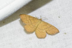 Idaea serpentata