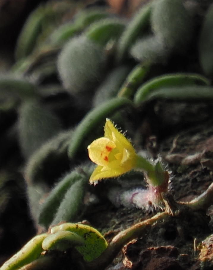 Trichotosia dasyphylla