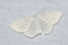 Scopula subpunctaria