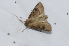 Agrotis clavis