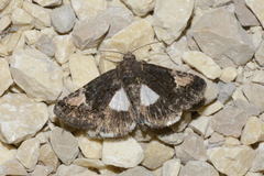 Aedia funesta