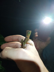 Gonocephalus bornensis