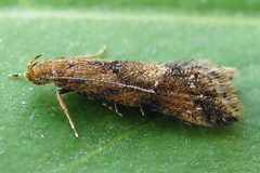 Brachmia blandella
