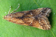 Brachmia blandella