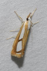 Catoptria