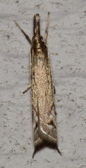 Raphiptera argillaceellus