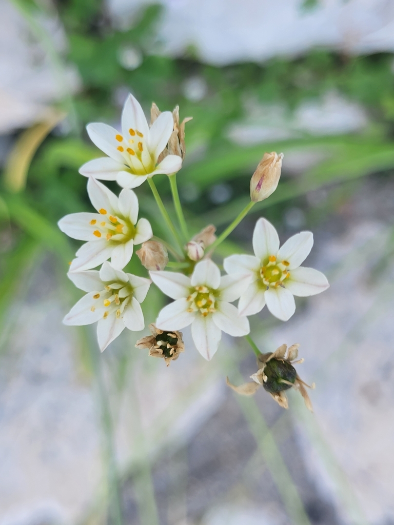 Onion Weed from Korfu, Griechenland on June 9, 2023 at 0709 PM by