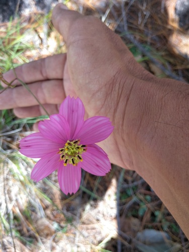 Cosmos linearifolius (Cosmos linearifolius)