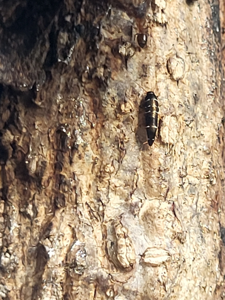 Lepisma chlorosoma