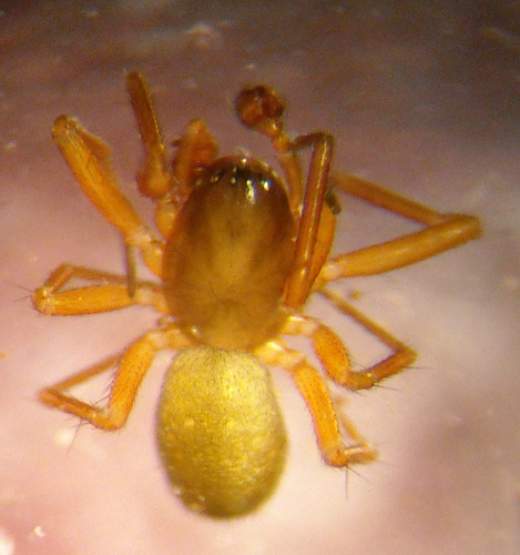 Porrhomma gertschi