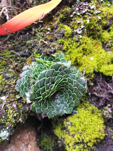 Graptopetalum filiferum