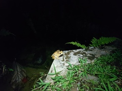 Polypedates otilophus