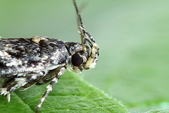 Bryotropha affinis