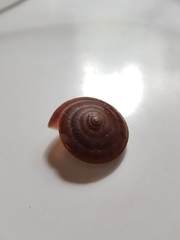 Dyakia