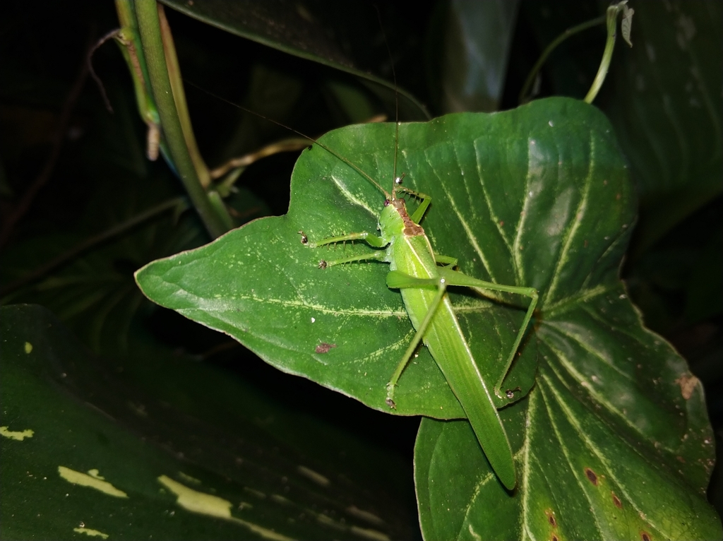 Hexacentrus yunnaneus