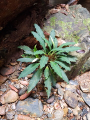 Bucephalandra