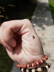 Lepidotrigona ventralis