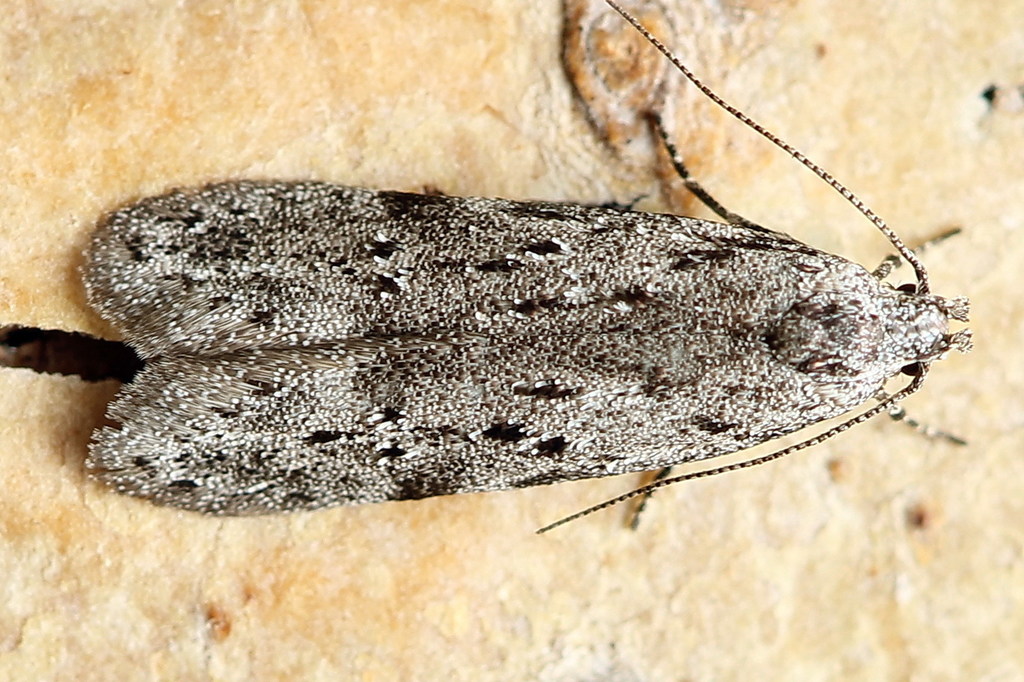 Carpatolechia
