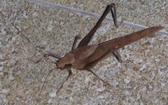 Mecopodinae