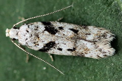 Caryocolum blandella