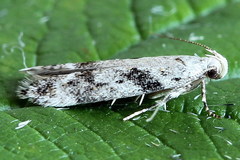 Caryocolum blandella