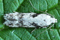 Caryocolum blandella