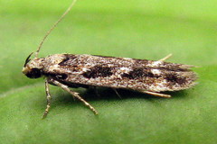 Caryocolum fischerella