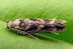 Caryocolum fischerella