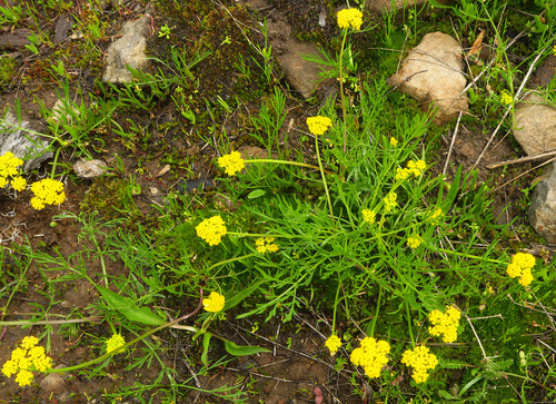 Knoke's biscuitroot (Lomatium knokei)