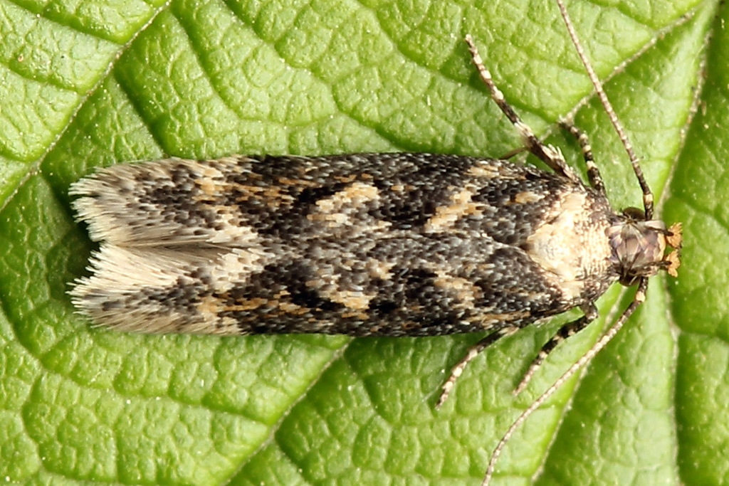 Caryocolum kroesmanniella