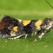 Orache Leafminer Moth - Photo (c) Andrey Ponomarev, some rights reserved (CC BY-NC), uploaded by Andrey Ponomarev
