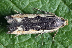 Cosmardia moritzella