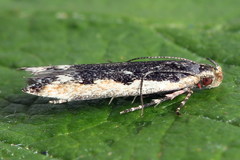 Cosmardia moritzella