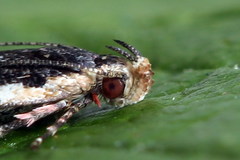 Cosmardia moritzella