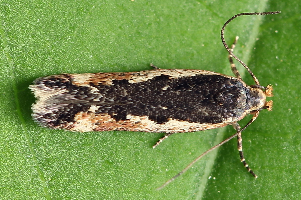 Cosmardia moritzella